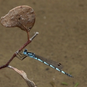 Austrolestes annulosus at Amaroo, ACT - 27 Jan 2019