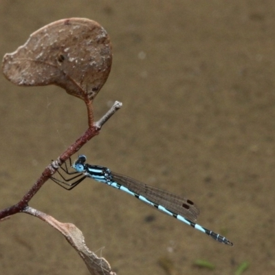 Austrolestes annulosus (Blue Ringtail) at Mulligans Flat - 27 Jan 2019 by HarveyPerkins