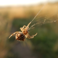 Backobourkia (genus) (An orb weaver) at Cook, ACT - 15 Jan 2019 by CathB
