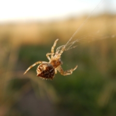 Backobourkia sp. (genus) at Cook, ACT - 15 Jan 2019