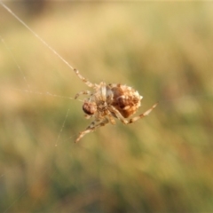 Backobourkia sp. (genus) at Cook, ACT - 15 Jan 2019 06:40 AM