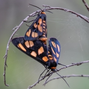 Amata (genus) at Paddys River, ACT - 28 Jan 2019