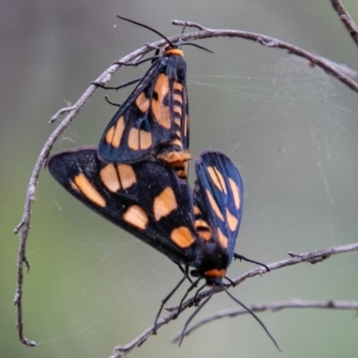 Amata (genus) (Handmaiden Moth) at Tidbinbilla Nature Reserve - 28 Jan 2019 by SWishart