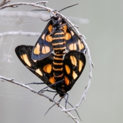 Amata (genus) at Paddys River, ACT - 28 Jan 2019