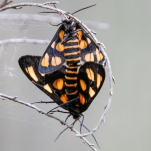 Amata (genus) at Paddys River, ACT - 28 Jan 2019 11:37 AM