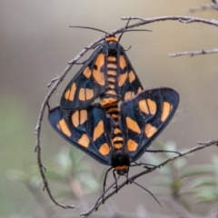 Amata (genus) at Paddys River, ACT - 28 Jan 2019