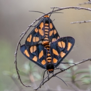 Amata (genus) at Paddys River, ACT - 28 Jan 2019 11:37 AM