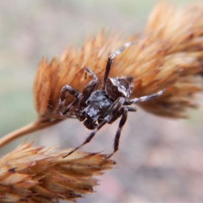 Araneinae (subfamily) (Orb weaver) at Cook, ACT - 28 Jan 2019 by CathB