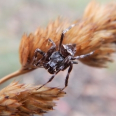 Araneinae (subfamily) (Orb weaver) at Mount Painter - 27 Jan 2019 by CathB