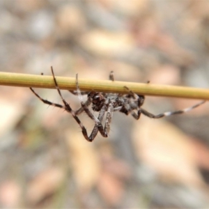 Araneinae (subfamily) at Cook, ACT - 28 Jan 2019