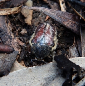 Bisallardiana gymnopleura at Dunlop, ACT - 27 Jan 2019 07:25 AM