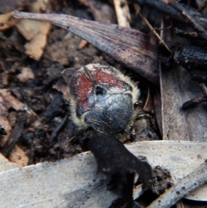 Bisallardiana gymnopleura at Dunlop, ACT - 27 Jan 2019