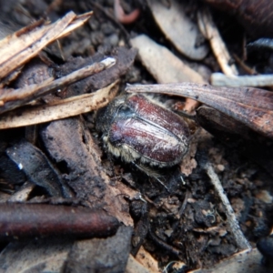 Bisallardiana gymnopleura at Dunlop, ACT - 27 Jan 2019 07:25 AM