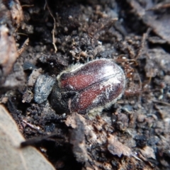 Bisallardiana gymnopleura at Dunlop, ACT - 27 Jan 2019 07:25 AM