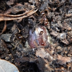 Bisallardiana gymnopleura at Dunlop, ACT - 27 Jan 2019 07:25 AM