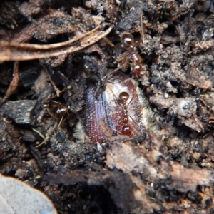 Bisallardiana gymnopleura at Dunlop, ACT - 27 Jan 2019 07:25 AM