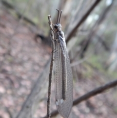 Myrmeleontidae (family) (Unidentified Antlion Lacewing) at Point 4081 - 26 Jan 2019 by CathB