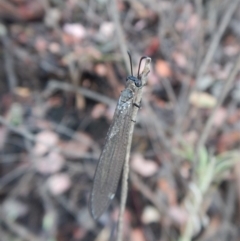 Myrmeleontidae (family) at Point 4081 - 27 Jan 2019 07:32 AM