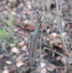 Myrmeleontidae (family) at Point 4081 - 27 Jan 2019 07:32 AM