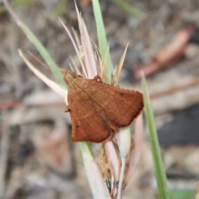 Endotricha pyrosalis (A Pyralid moth) at Mount Painter - 27 Jan 2019 by CathB
