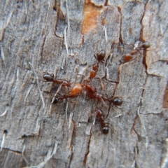 Papyrius nitidus (Shining Coconut Ant) at Dunlop, ACT - 27 Jan 2019 by CathB