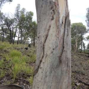 Papyrius nitidus at Dunlop, ACT - suppressed