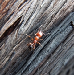 Podomyrma gratiosa (Muscleman tree ant) at Aranda, ACT - 27 Jan 2019 by CathB