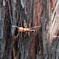 Podomyrma gratiosa at Aranda, ACT - 27 Jan 2019