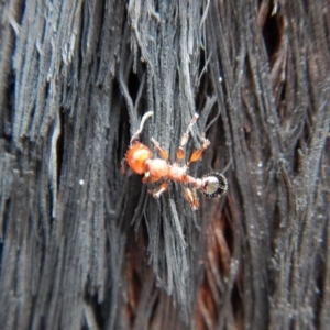 Podomyrma gratiosa at Aranda, ACT - 27 Jan 2019