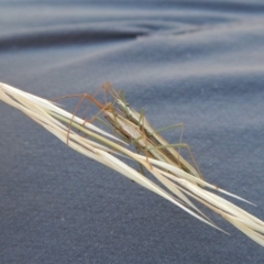 Mutusca brevicornis (A broad-headed bug) at Cook, ACT - 22 Jan 2019 by CathB