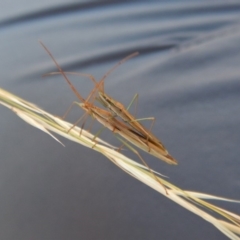 Mutusca brevicornis at Cook, ACT - 22 Jan 2019