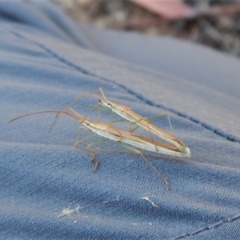 Mutusca brevicornis at Cook, ACT - 22 Jan 2019 08:16 AM