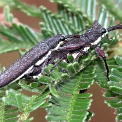 Rhinotia phoenicoptera (Belid weevil) at Mount Ainslie - 26 Jan 2019 by jb2602