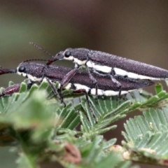 Rhinotia phoenicoptera at Undefined, ACT - 27 Jan 2019