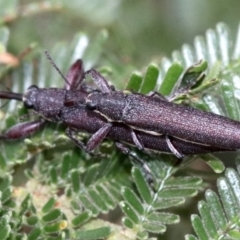 Rhinotia phoenicoptera at Undefined, ACT - 27 Jan 2019