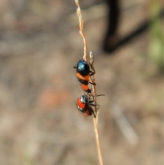 Dicranolaius cinctus (Notched-leg Red & Blue Flower Beetle) at Cook, ACT - 26 Jan 2019 by CathB