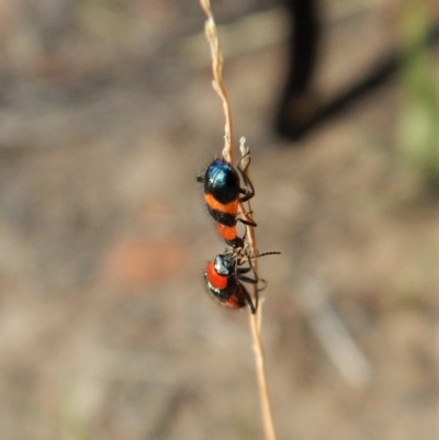 Dicranolaius cinctus (Notched-leg Red & Blue Flower Beetle) at Cook, ACT - 26 Jan 2019 by CathB