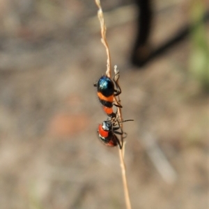 Dicranolaius bellulus at Cook, ACT - 26 Jan 2019