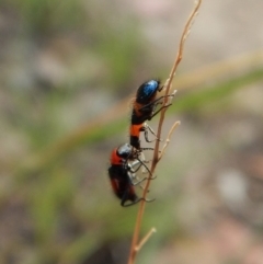 Dicranolaius bellulus at Cook, ACT - 26 Jan 2019