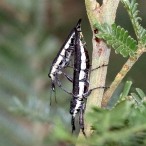 Rhinotia phoenicoptera at Undefined, ACT - 27 Jan 2019 08:03 AM