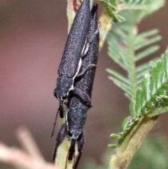 Rhinotia phoenicoptera at Undefined, ACT - 27 Jan 2019