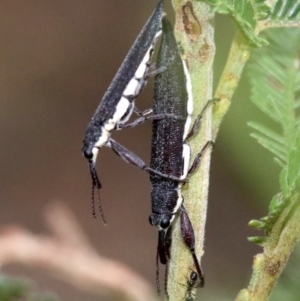 Rhinotia phoenicoptera at Undefined, ACT - 27 Jan 2019