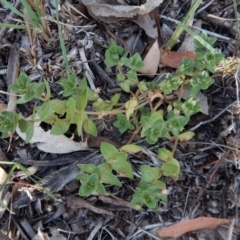 Lysimachia arvensis (Scarlet Pimpernel) at Dunlop, ACT - 26 Jan 2019 by CathB