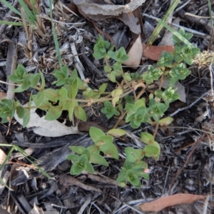 Lysimachia arvensis at Dunlop, ACT - 26 Jan 2019 07:44 AM