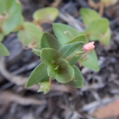 Lysimachia arvensis at Dunlop, ACT - 26 Jan 2019 07:44 AM