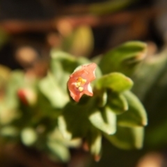 Lysimachia arvensis at Dunlop, ACT - 26 Jan 2019 07:44 AM