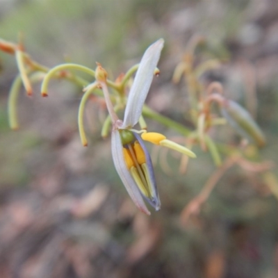 Dianella sp. aff. longifolia (Benambra) (Pale Flax Lily, Blue Flax Lily) at Cook, ACT - 26 Jan 2019 by CathB