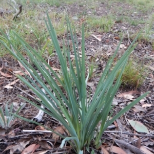 Dianella sp. aff. longifolia (Benambra) at Cook, ACT - 27 Jan 2019