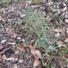 Dianella sp. aff. longifolia (Benambra) at Cook, ACT - 27 Jan 2019