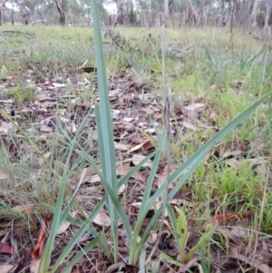 Dianella sp. aff. longifolia (Benambra) at Cook, ACT - 27 Jan 2019